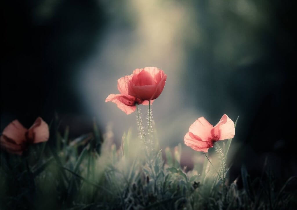 GÜNEŞE MERHABA DEMEYİ BEKLEYEN TOMURCUK